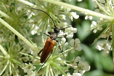 <i>Stenurella melanura</i>