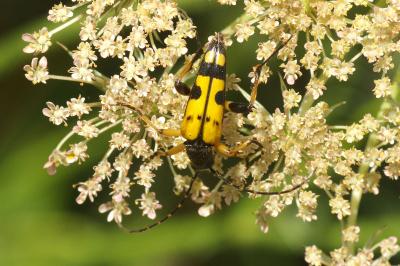 <i>Rutpela maculata</i>