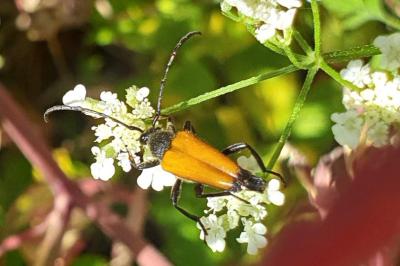 <i>Stictoleptura fulva</i>