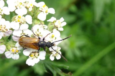 <i>Pseudovadonia livida</i>