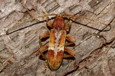 <i>Trichoferus pallidus</i>