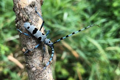 <i>Rosalia alpina</i>
