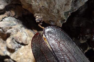 <i>Aegosoma scabricorne</i>