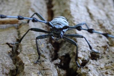 <i>Rosalia alpina</i>