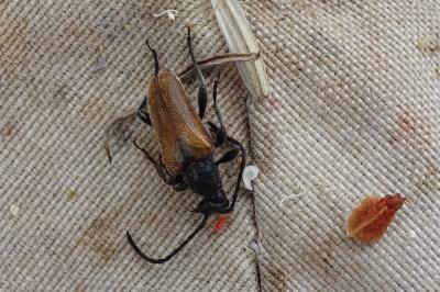 <i>Pseudovadonia livida</i>