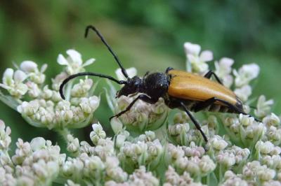 <i>Stictoleptura fulva</i>