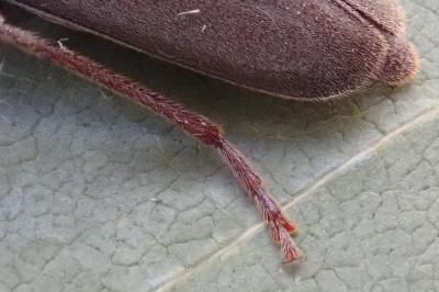 <i>Arhopalus rusticus</i>