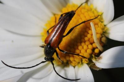 <i>Stenurella melanura</i>
