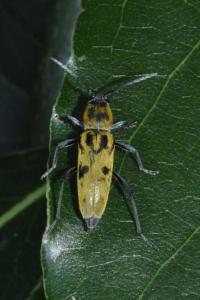 <i>Chlorophorus glabromaculatus</i>