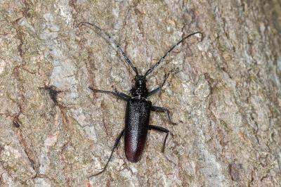 <i>Cerambyx cerdo</i>