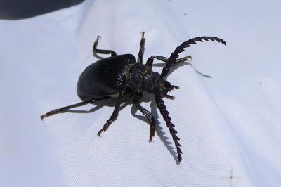 <i>Prionus coriarius</i>