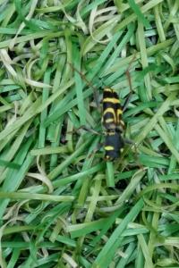 <i>Xylotrechus arvicola</i>
