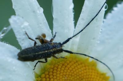 <i>Agapanthia cardui</i>