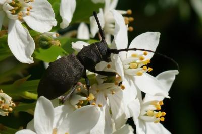 <i>Morimus asper</i>