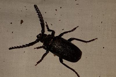 <i>Prionus coriarius</i>