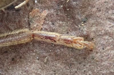 <i>Arhopalus rusticus</i>