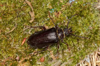 <i>Prionus coriarius</i>