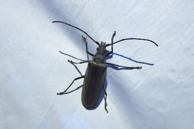 <i>Aegosoma scabricorne</i>