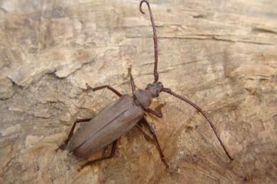 <i>Aegosoma scabricorne</i>