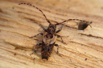 <i>Pogonocherus hispidus</i>