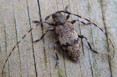 <i>Leiopus linnei/nebulosus</i>