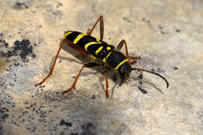 Clytus arietis
