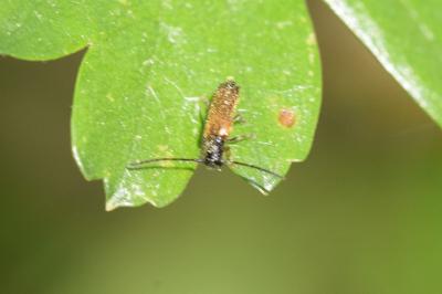 Tetrops praeustus