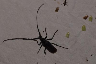 Cerambyx cerdo