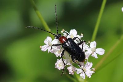 Dinoptera collaris