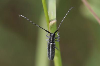 Agapanthia cardui