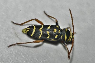 Plagionotus arcuatus