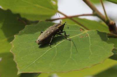 Saperda populnea