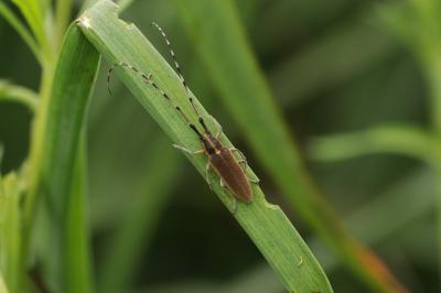 Agapanthia asphodeli
