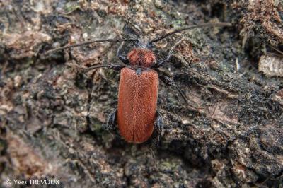Pyrrhidium sanguineum
