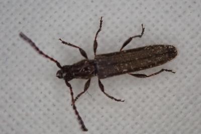 Deilus fugax