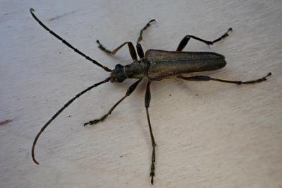Stenocorus meridianus