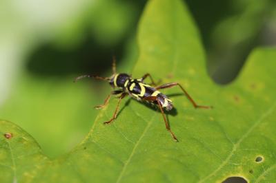 Clytus arietis