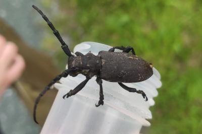Lamia textor