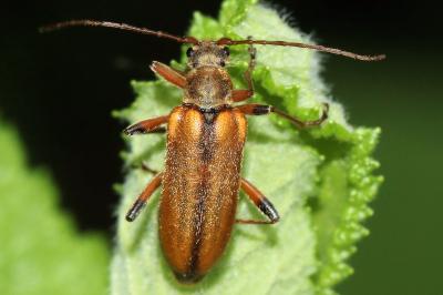 Cortodera humeralis