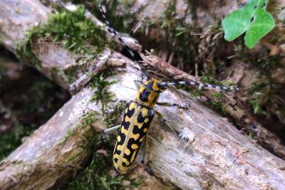 Saperda scalaris