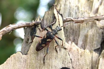 Rhagium bifasciatum