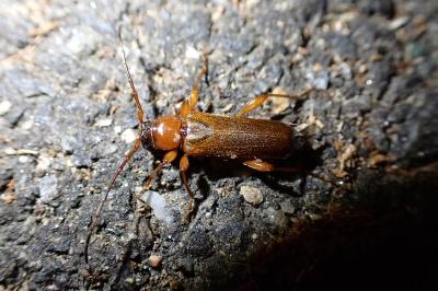 Phymatodes testaceus