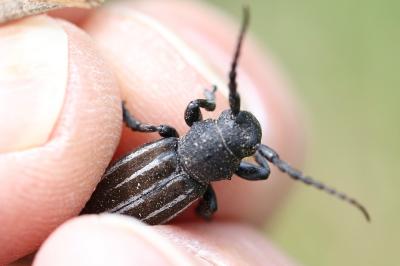 Iberodorcadion fuliginator