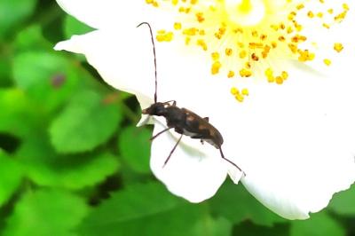 Anoplodera sexguttata