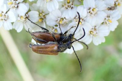 Pseudovadonia livida