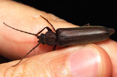 Arhopalus rusticus