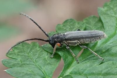 <i>Phytoecia cylindrica</i>