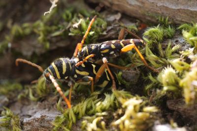 <i>Plagionotus arcuatus</i>