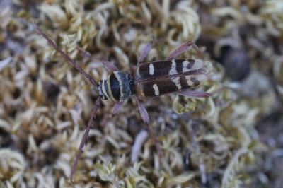 <i>Plagionotus detritus</i>