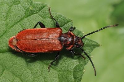 <i>Pyrrhidium sanguineum</i>